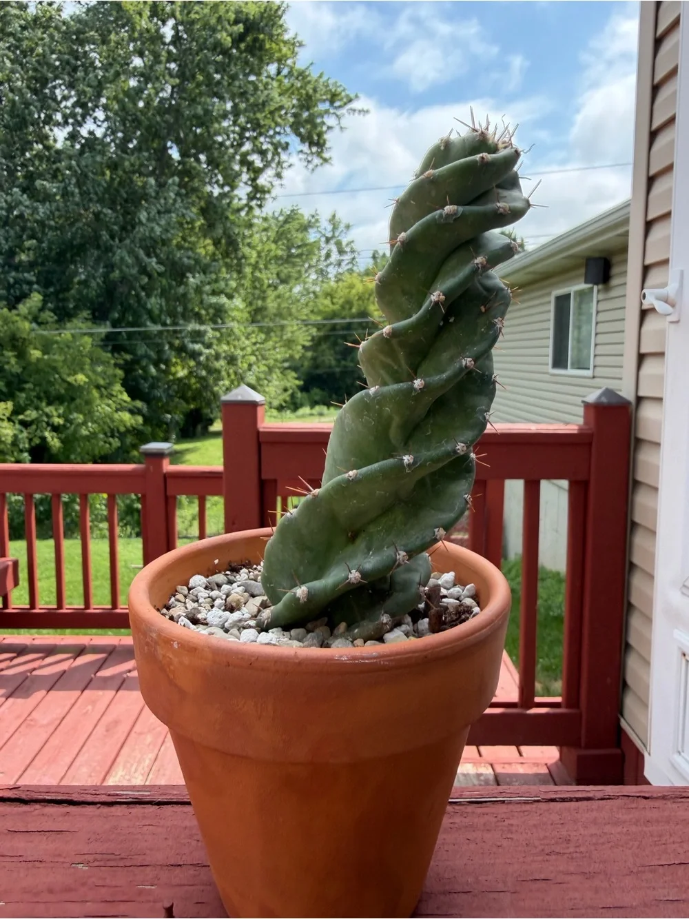 Spiral Cactus
